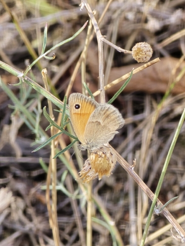 Small Heath
