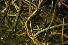 Fejervarya cancrivora