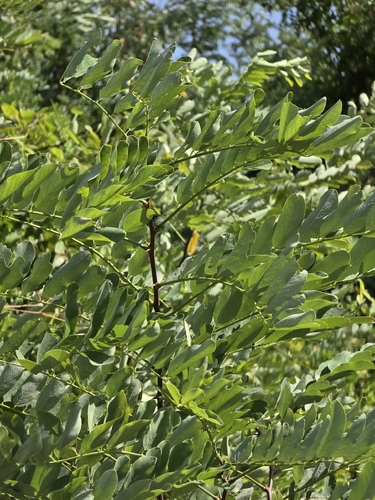 black locust