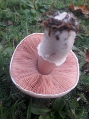 Agaricus