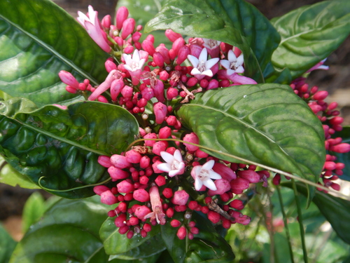 Psychotria observed 2026-08-30