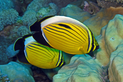 Exquisite Butterflyfish