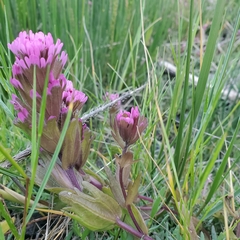 Castilleja ambigua humboldtiensis