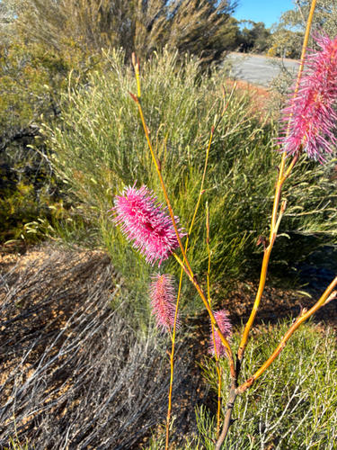 Pink Pokers