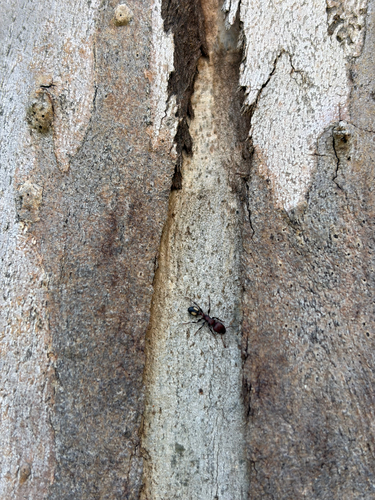 spotted muscleman tree ant