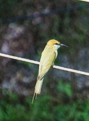 Merops orientalis
