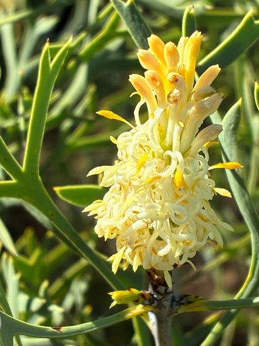 Petrophile shuttleworthiana