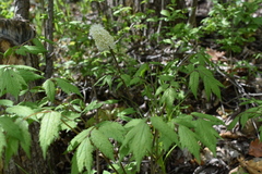 Actaea asiatica