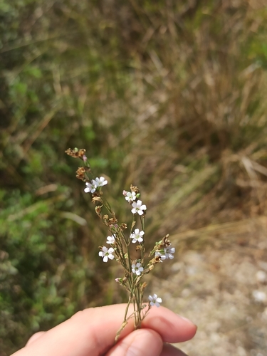 Tunicflower