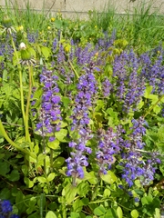 Ajuga reptans