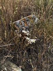 Dudleya blochmaniae blochmaniae