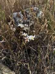 Dudleya blochmaniae blochmaniae