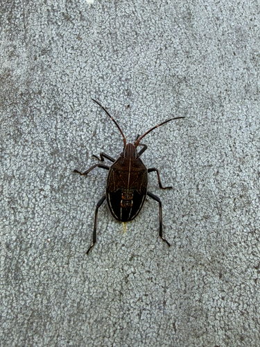 Poecilometis apicalis