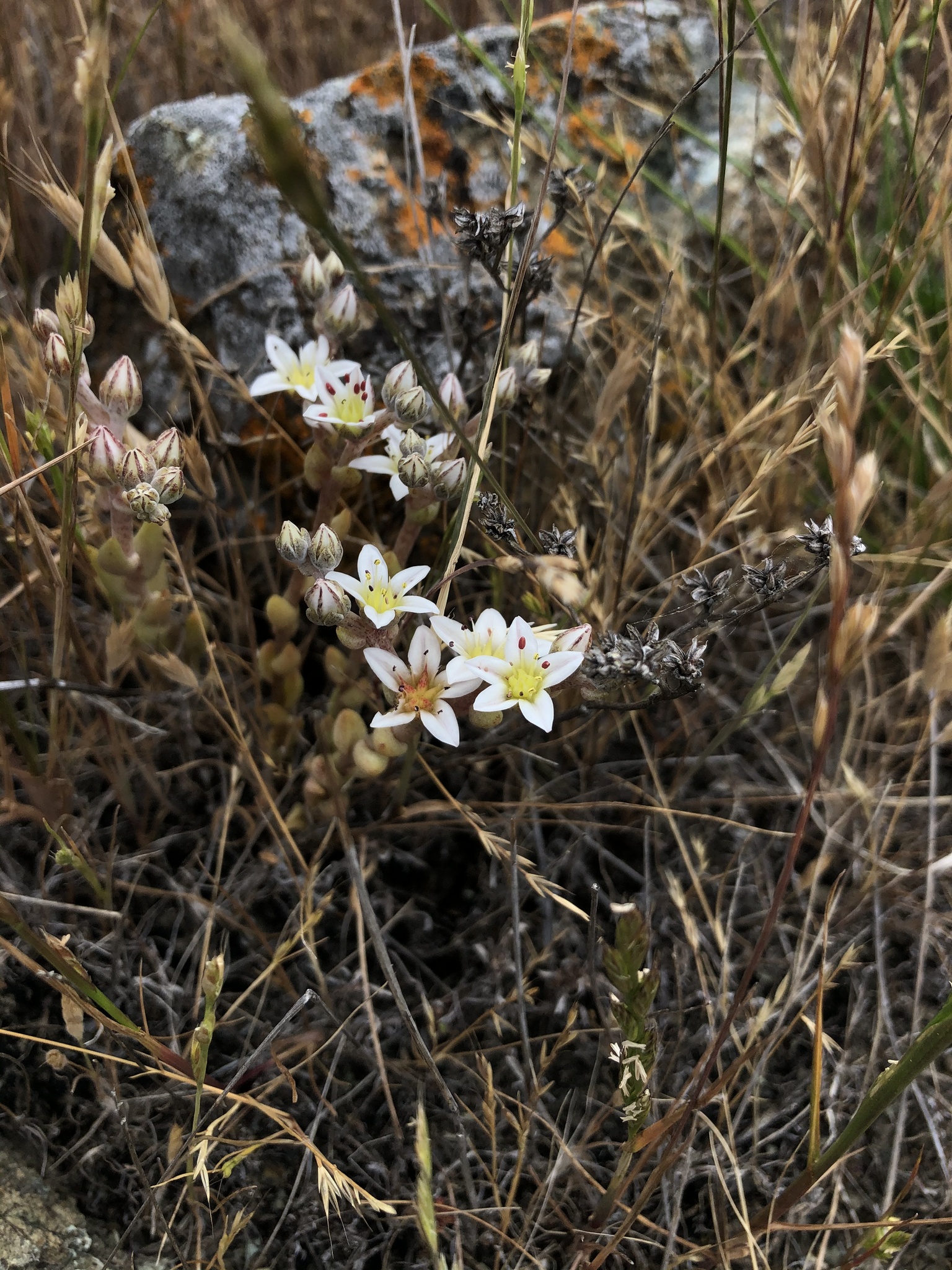 Dudleya blochmaniae ssp. blochmaniae