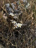 Dudleya blochmaniae blochmaniae - Photo (c) paulexcoff, algunos derechos reservados (CC BY-SA), subido por paulexcoff