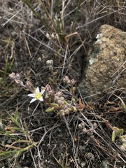 Dudleya blochmaniae blochmaniae