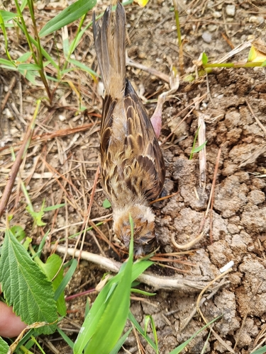 Eurasian Tree Sparrow
