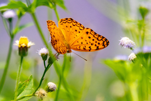 Common Leopard