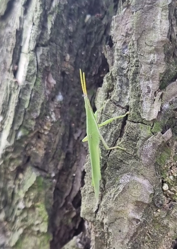 Atractomorpha lata
