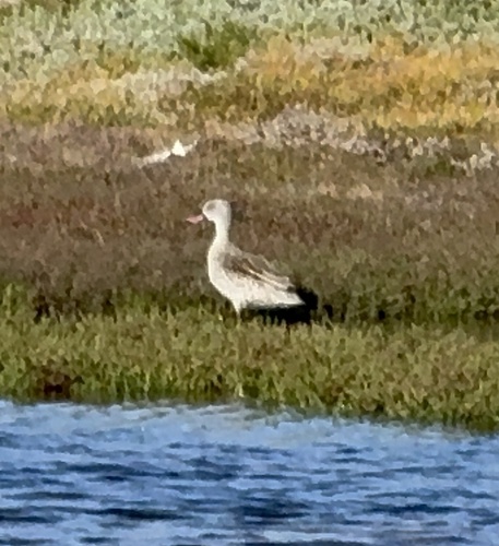 iNaturalist image
