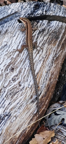 Common Wall Lizard