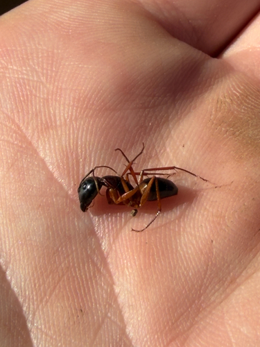 Banded Sugar Ant