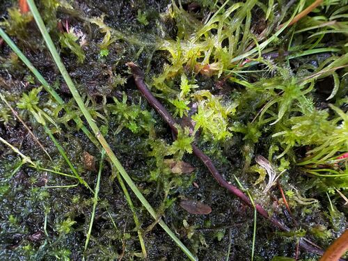 Sphagnum flexuosum observed 2026-08-20