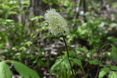 Actaea asiatica