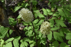 Actaea asiatica