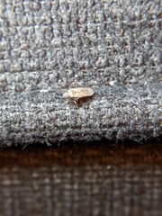 Heteroptera