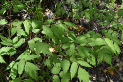 Actaea asiatica