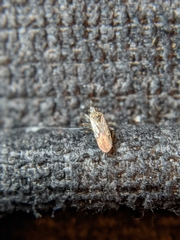 Heteroptera