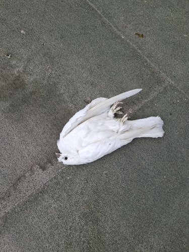 Feral Pigeon