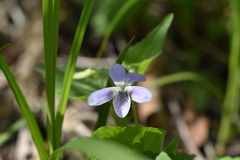 Viola acuminata