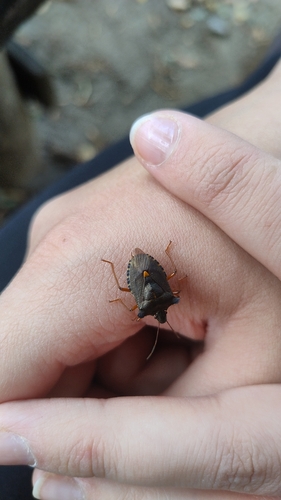 Forest Bug