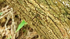 Phimenes flavopictus formosanus