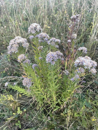 Galatella sedifolia, photograph 5