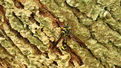 Phimenes flavopictus formosanus