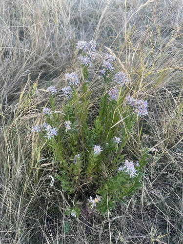 Galatella sedifolia, photograph 6