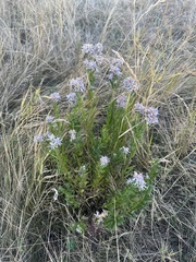 Galatella sedifolia, photograph (c) Евгений Рыбальченко, some rights reserved (CC BY)
