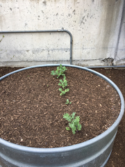 Brassica oleracea acephala