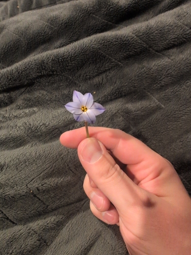 Spring starflower