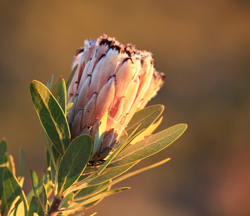 Protea laurifolia, photograph 5