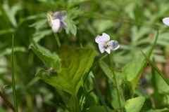Viola acuminata