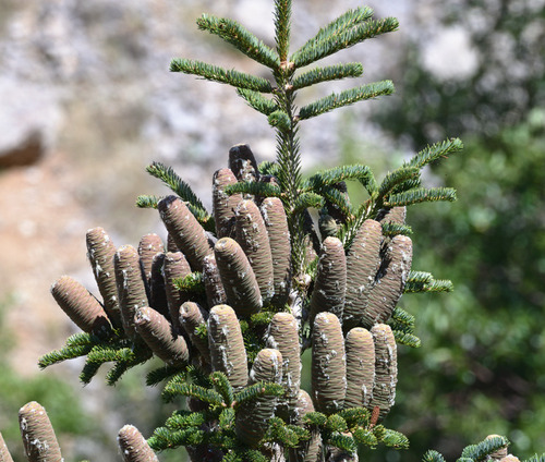 Cilician fir (Abies cilicica)