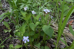 Viola acuminata