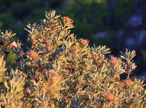 Protea laurifolia, photograph 6