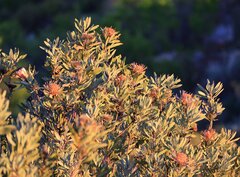 Protea laurifolia, photograph (c) Darren Obbard, some rights reserved (CC BY)