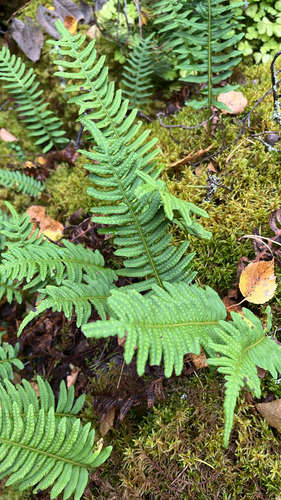 common polypody