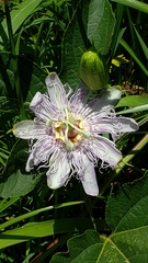 Passiflora incarnata